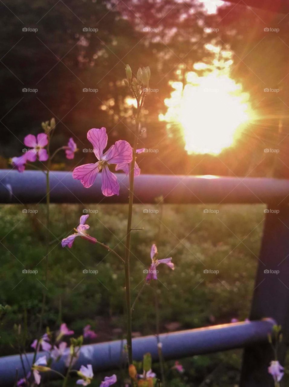 barnyard flowers at sunset