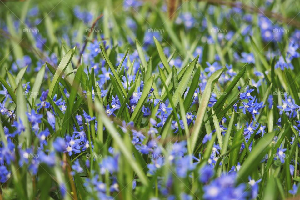 Spring Beauty