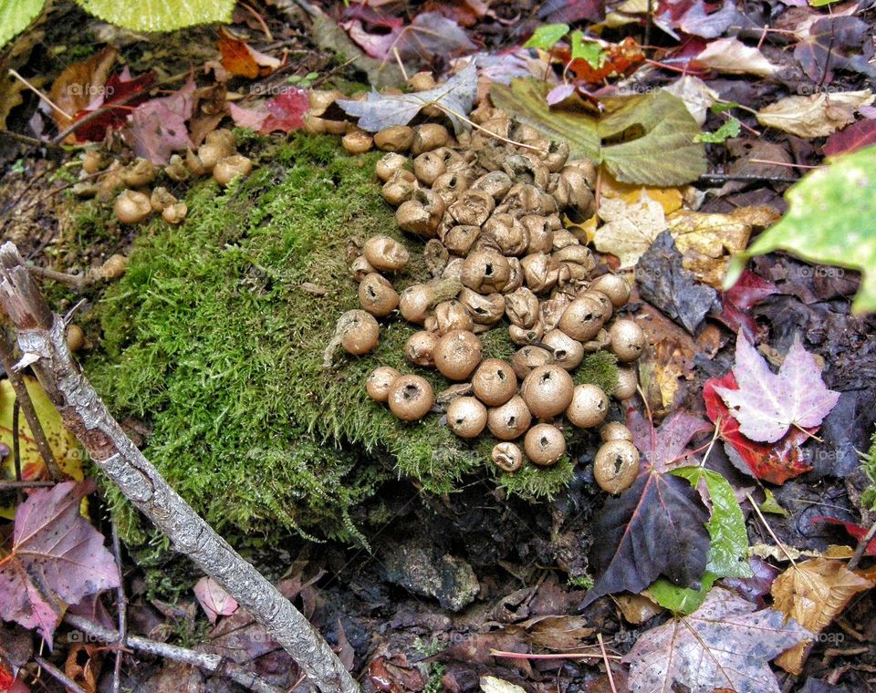 mushrooms in the forest