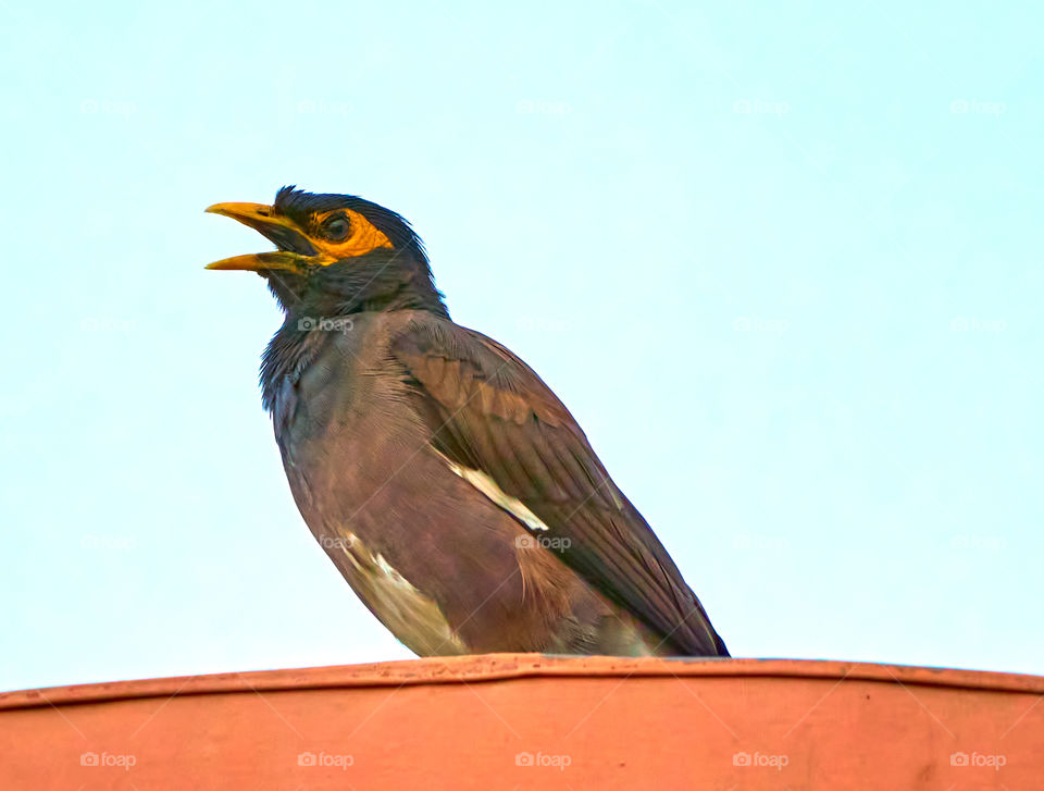 Bird  photography  - Indian  Mynaa