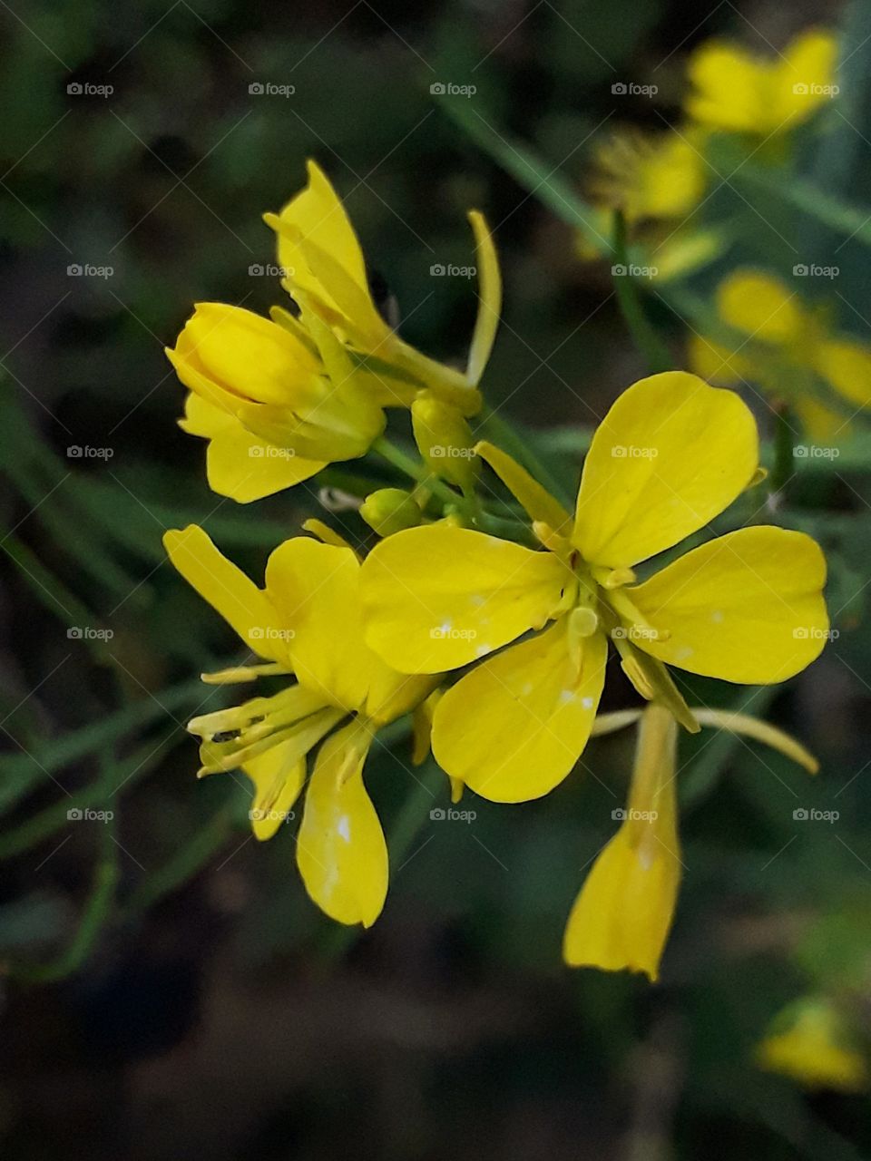 Beautiful mustard flower blooming