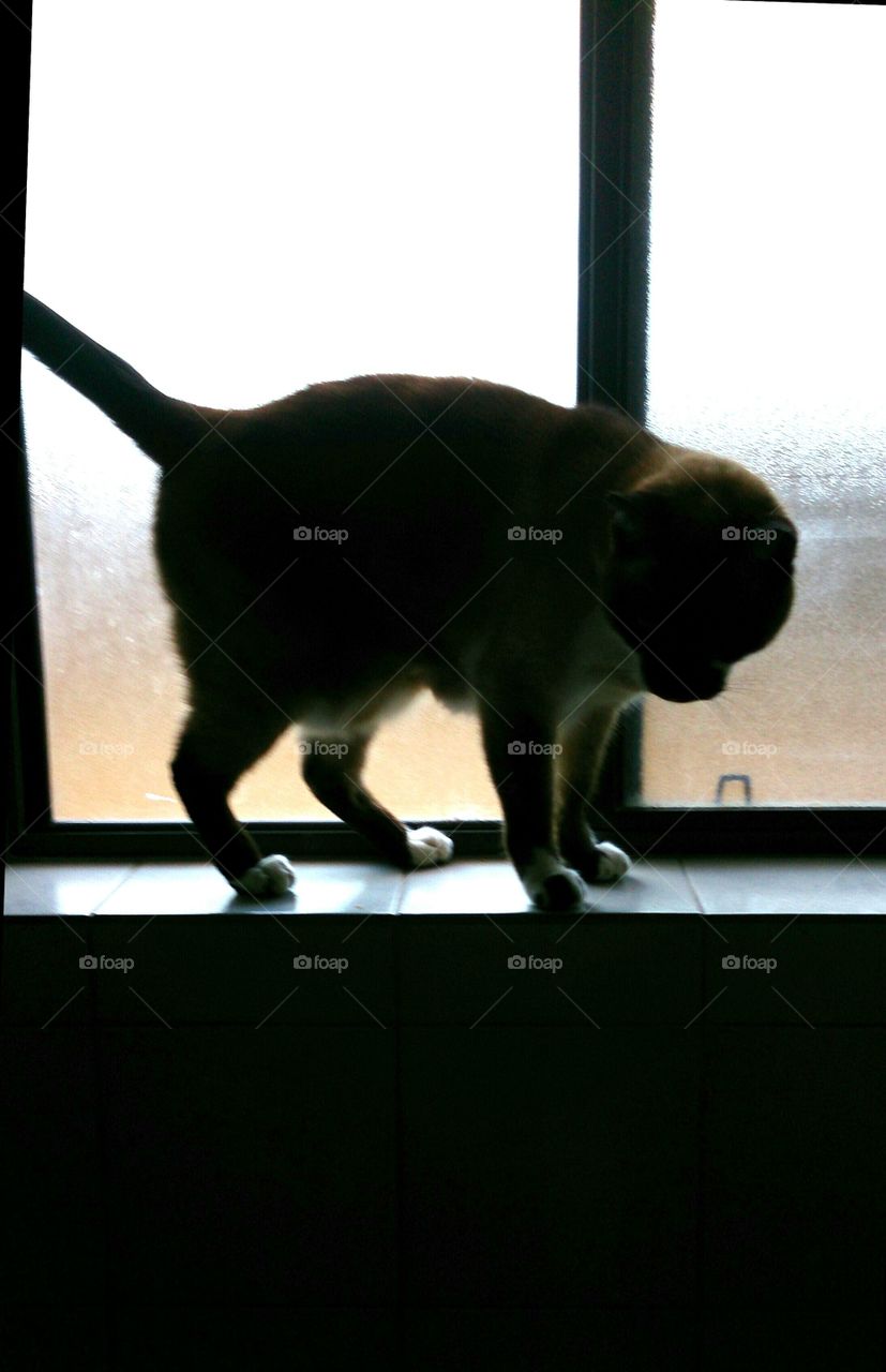 Shadow. Cat on a window ledge