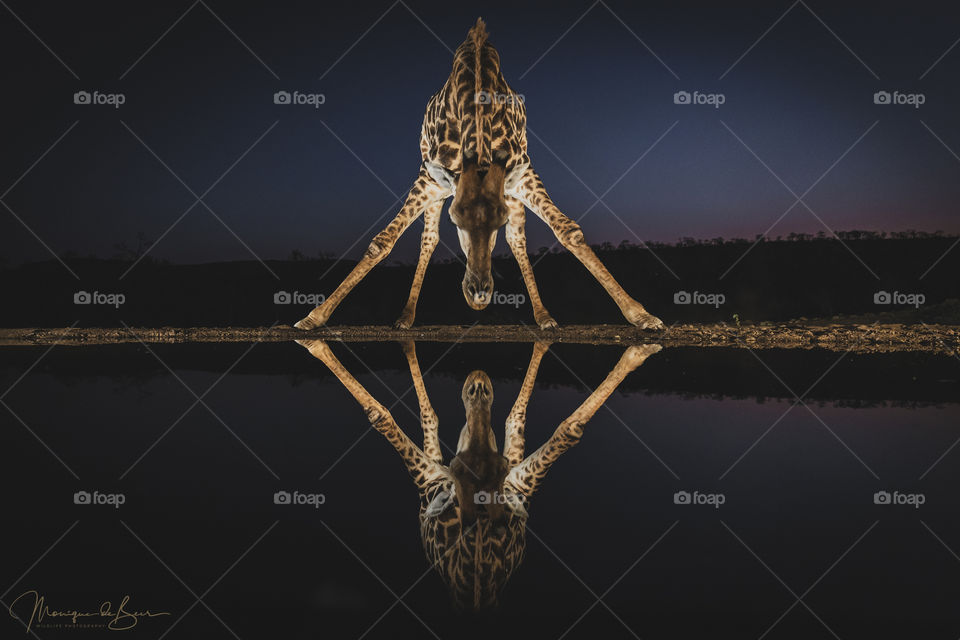 Drink at dusk - Giraffe Reflection 