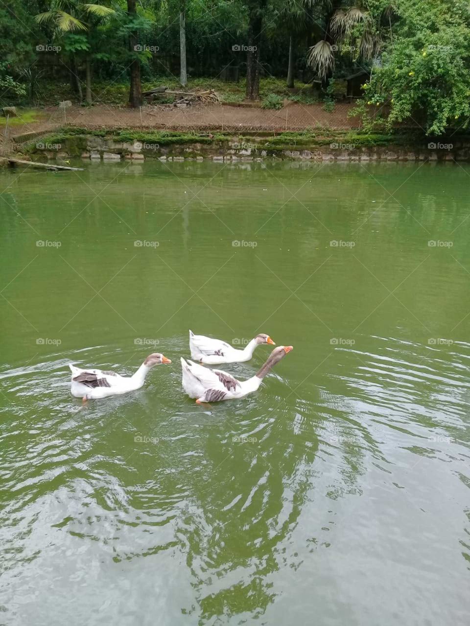 E com tantas fotos de bichos, achei no meu arquivo essa aqui bem bonita: os #gansos da Zabet!
🐦
#natureza #paisagem #lago #FotografiaÉnossoHobby