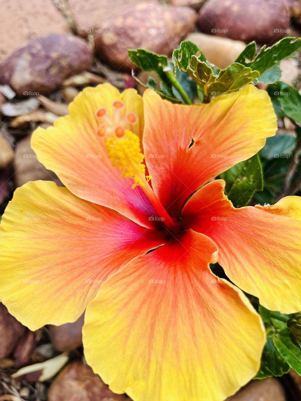 Beautiful and rate Hibiscus in full bloom