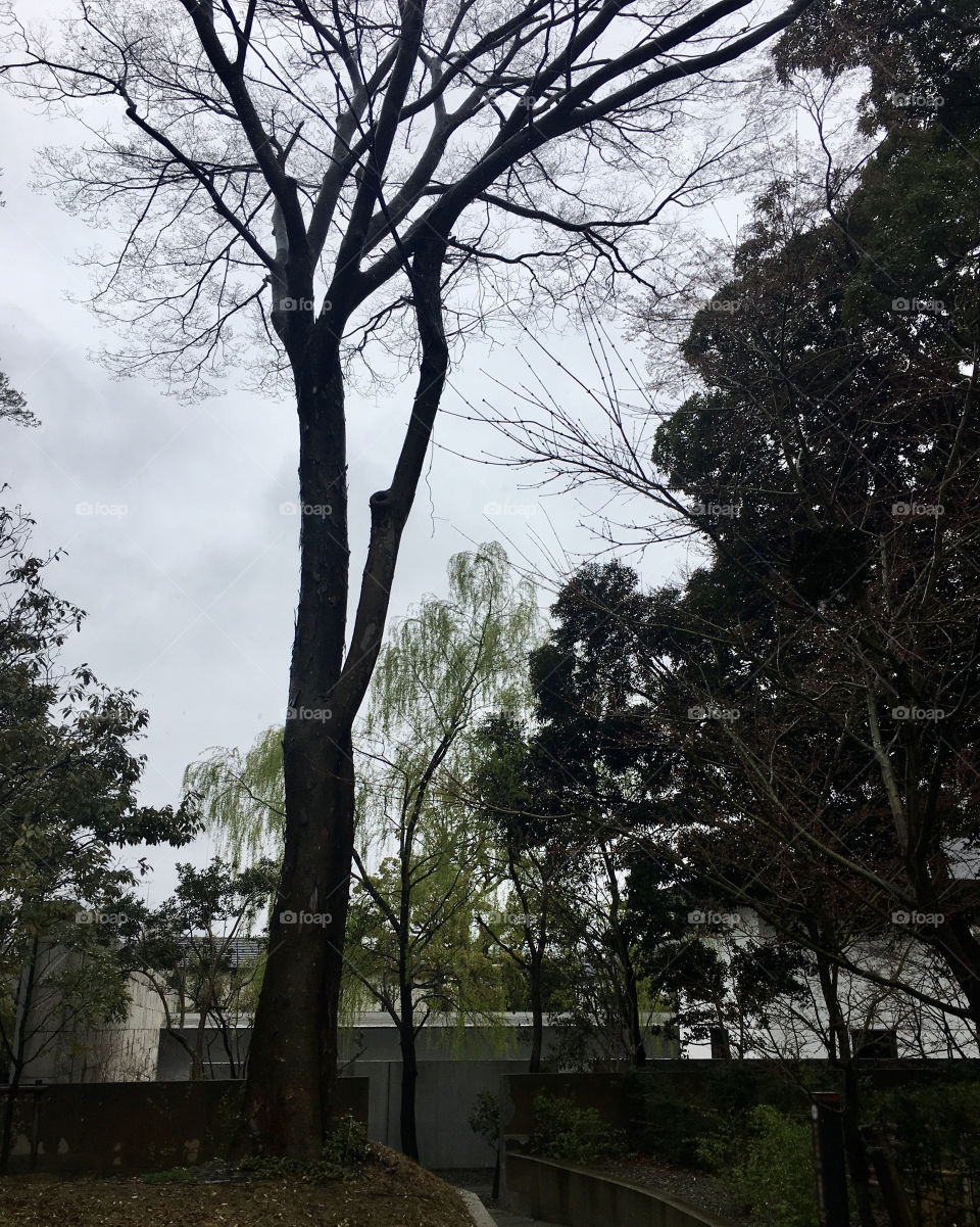 Various trees on the path to the museum