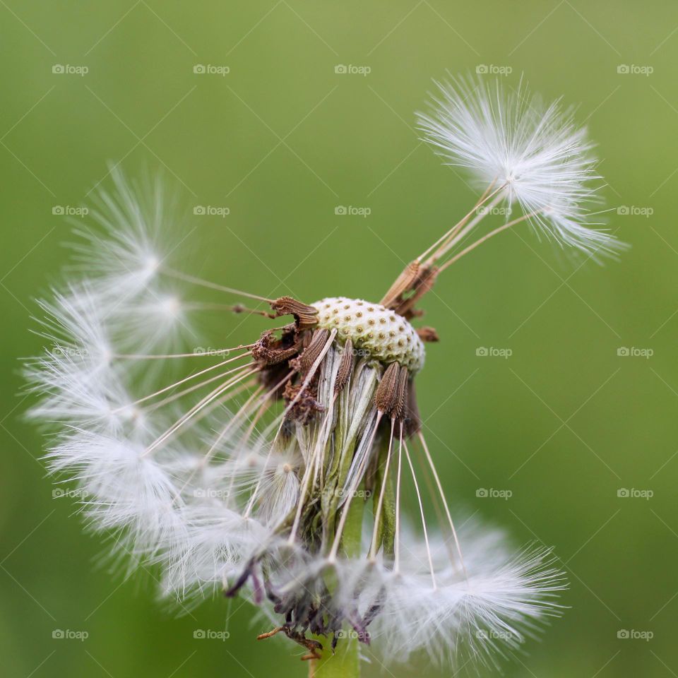 Dandelion