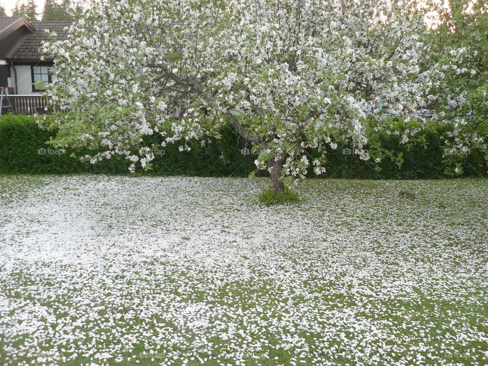Äppelträd. Apple blossom