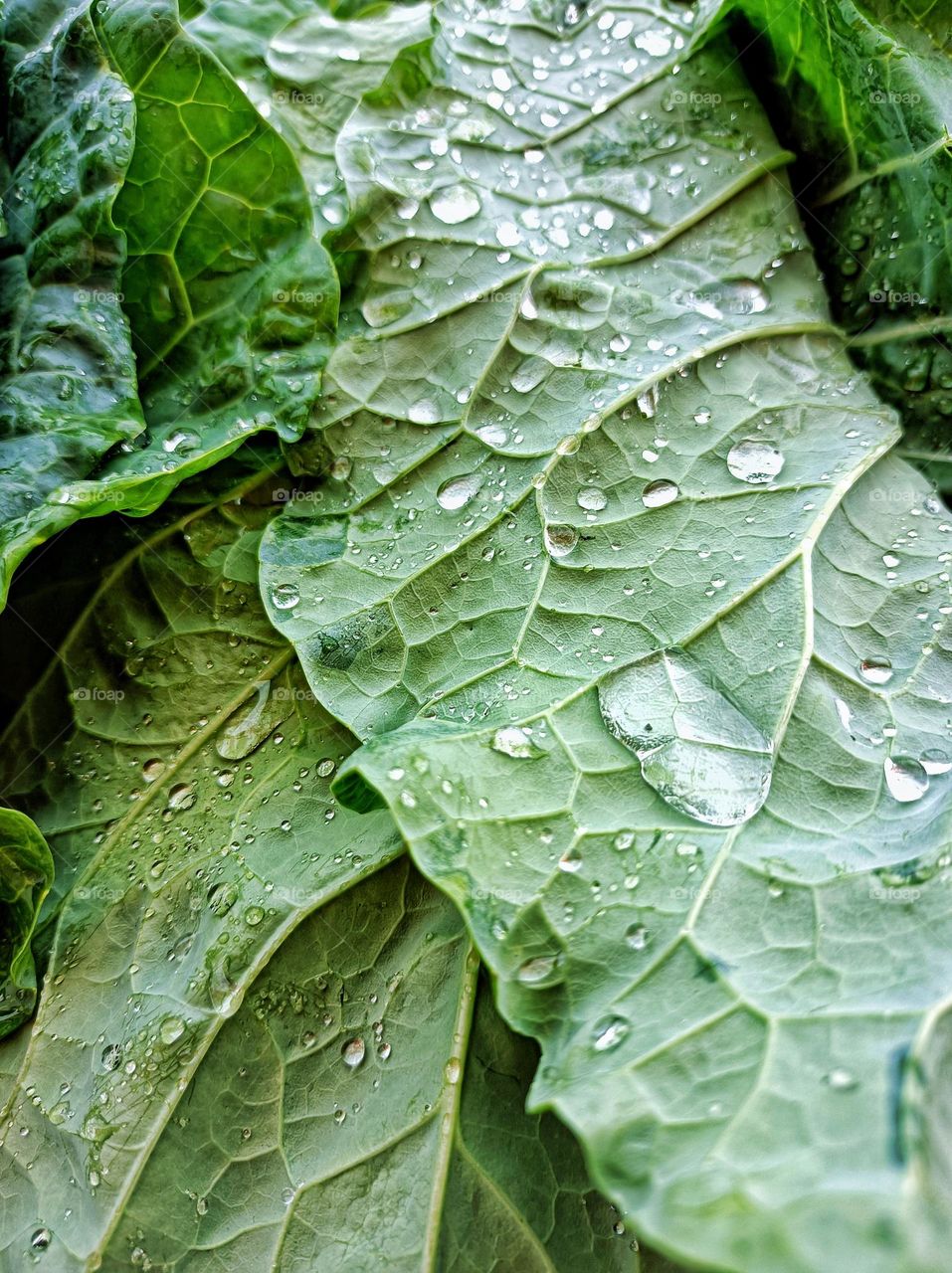 cabbage leaves