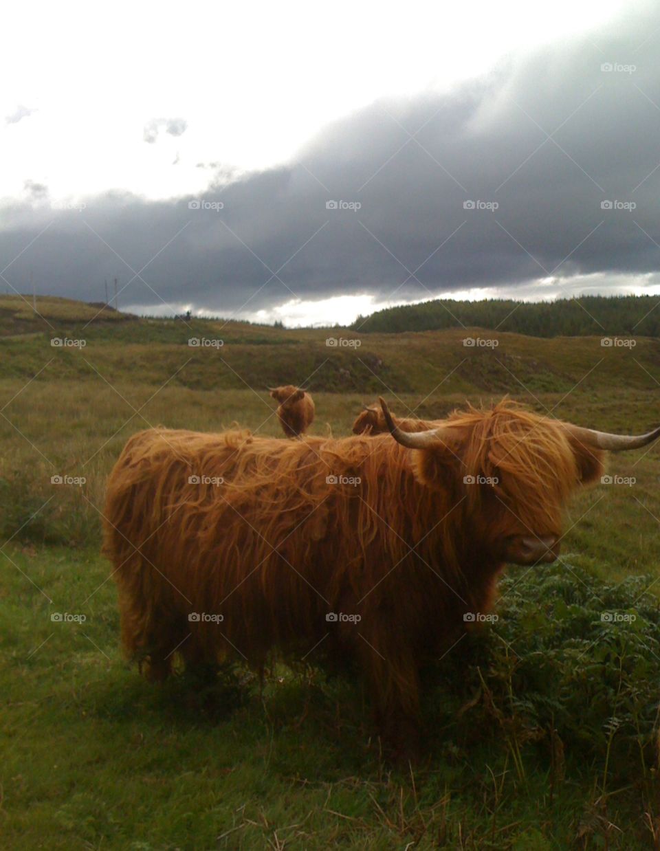 cows in Scotland