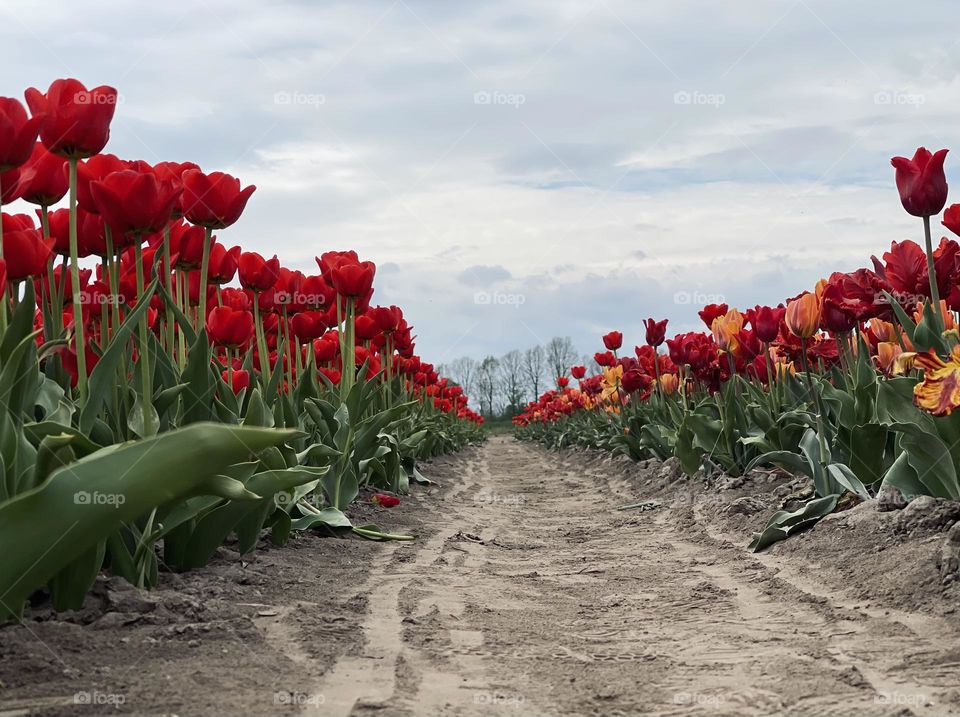 Tulips