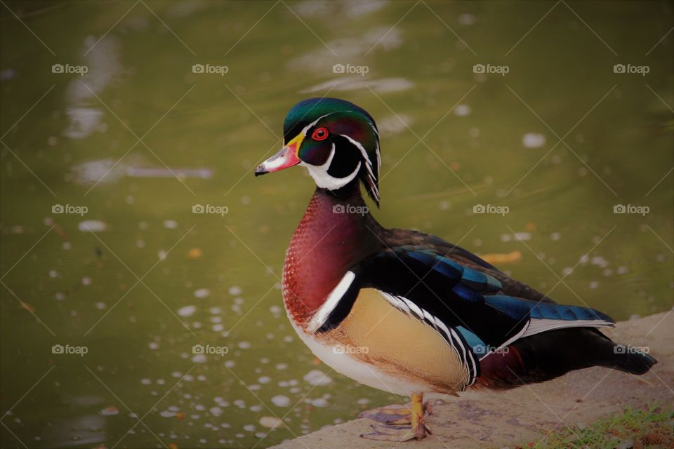 enjoying the beautiful colors of this duck at a pond outside of Sutter's fort in downtown Sacramento California