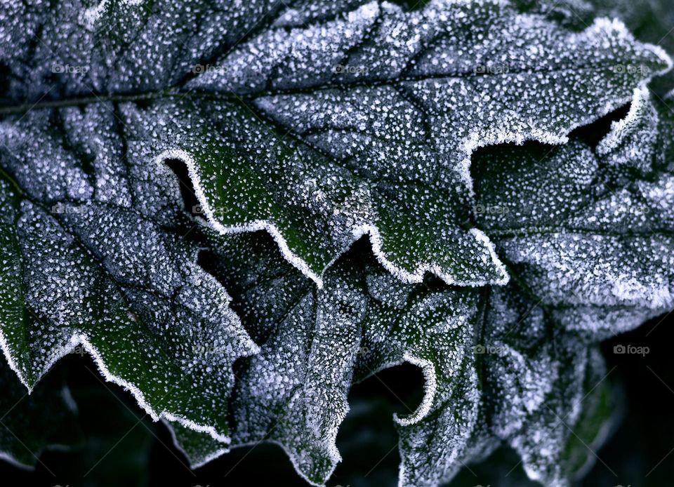 Frost covered green leaves