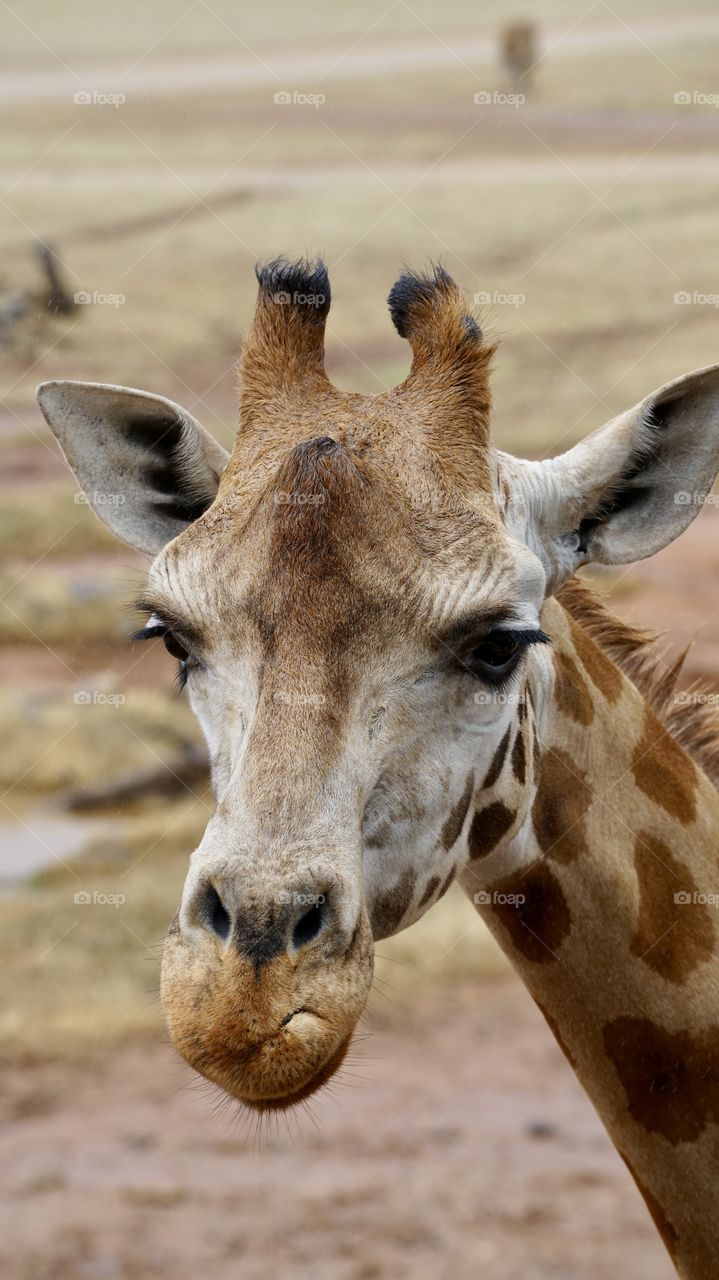 Giraffe cow