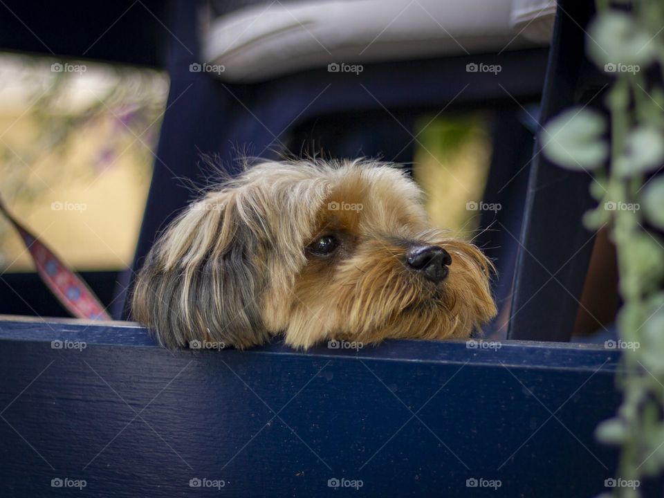 portrait of a dog resting his head on a wooden plank