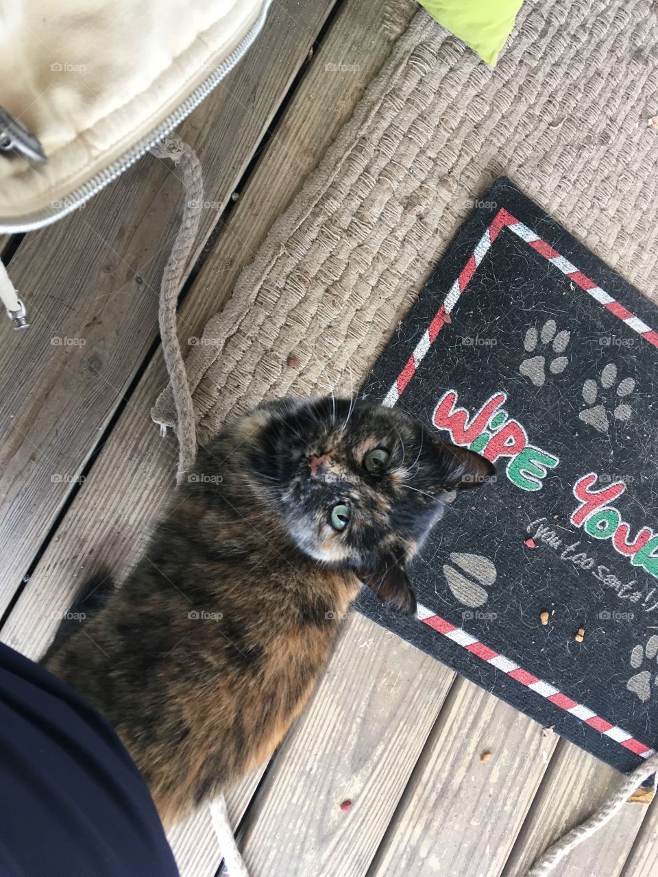 Hi there I’m pretty Cali I’m multicolored and in need of lots of love which my new family is giving me