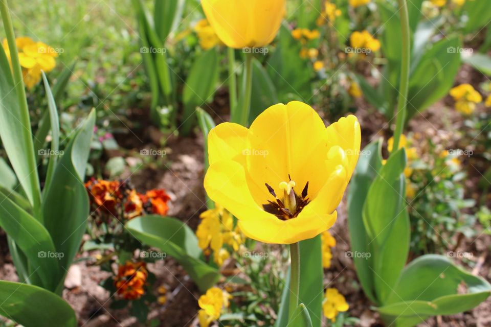 Yellow flower 💛💛💛