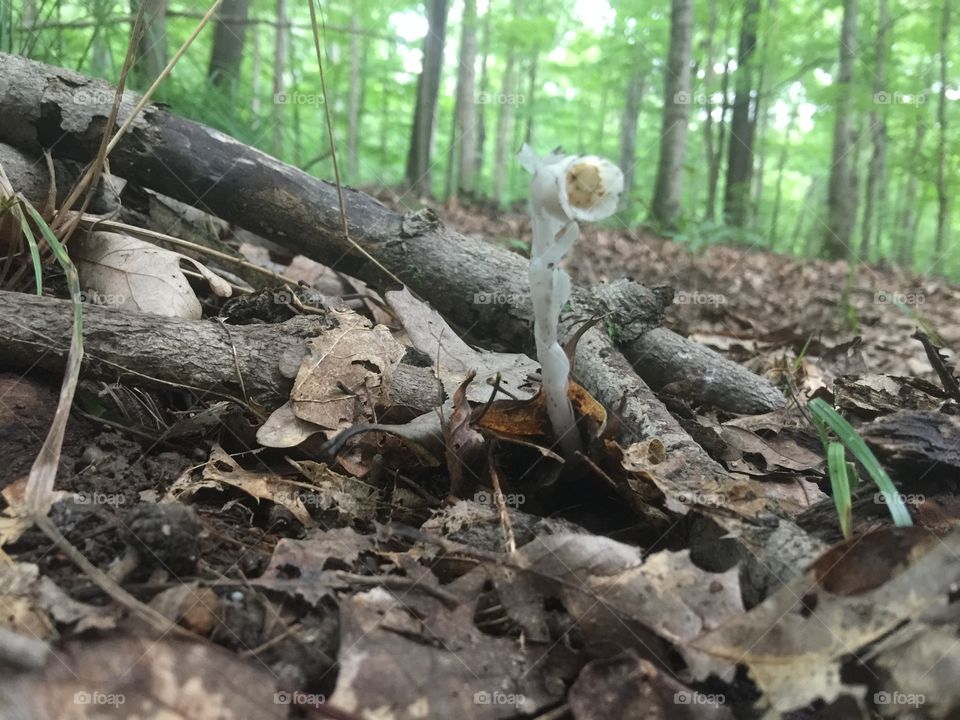 Monotropa uniflora found in forest in Ohio