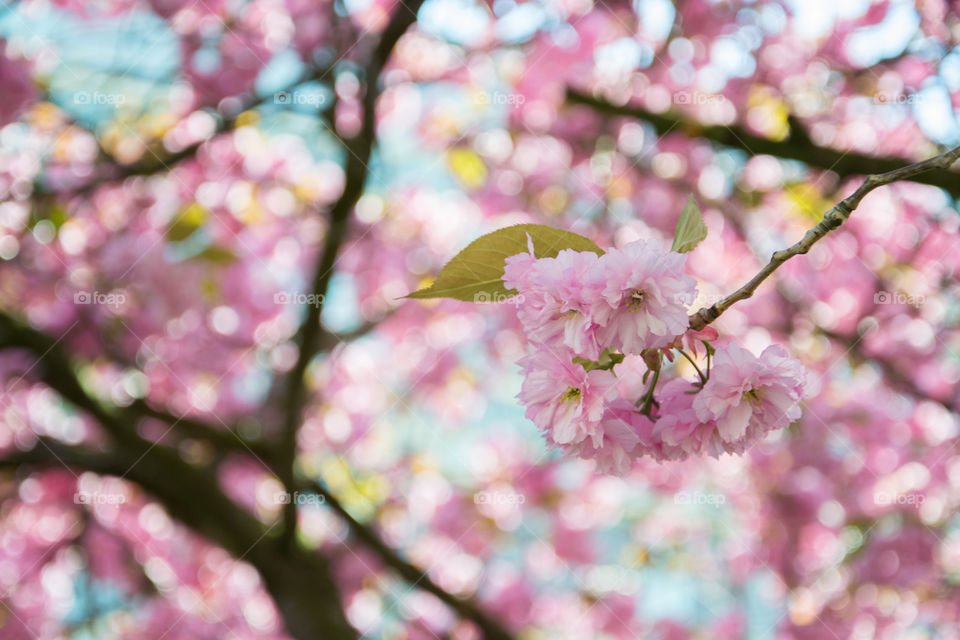 Low angle view of cherry tree branch