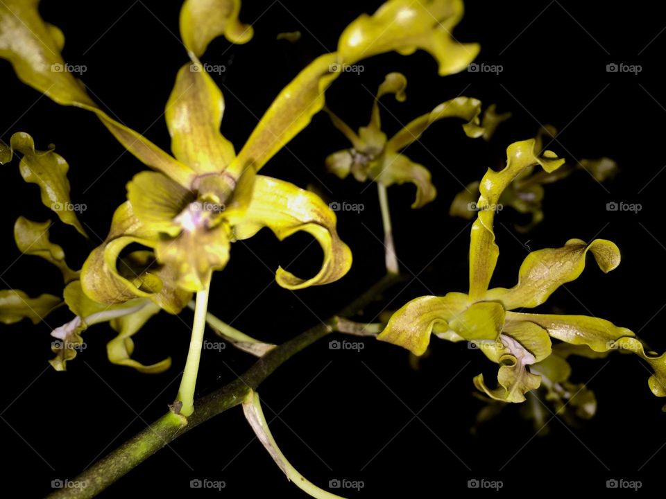 Yellow orchids