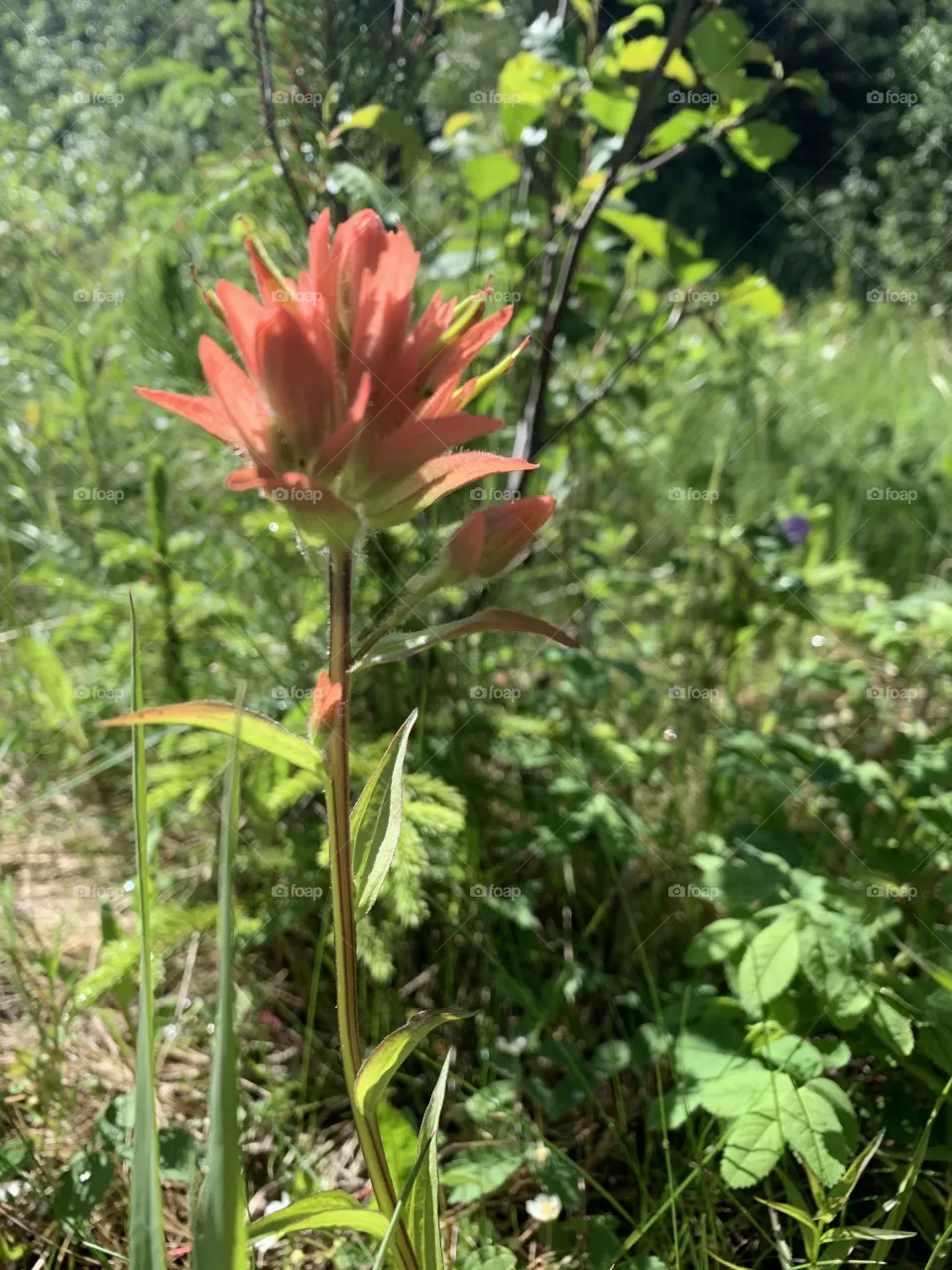 Wild flower 