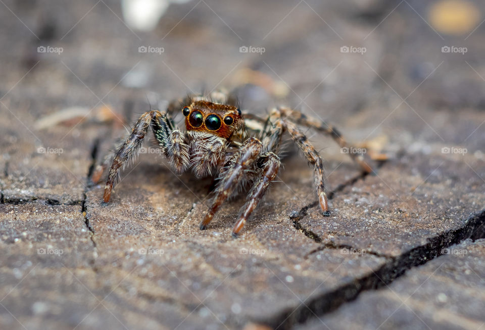 a beautiful macro-photo of a cute jumping spider
