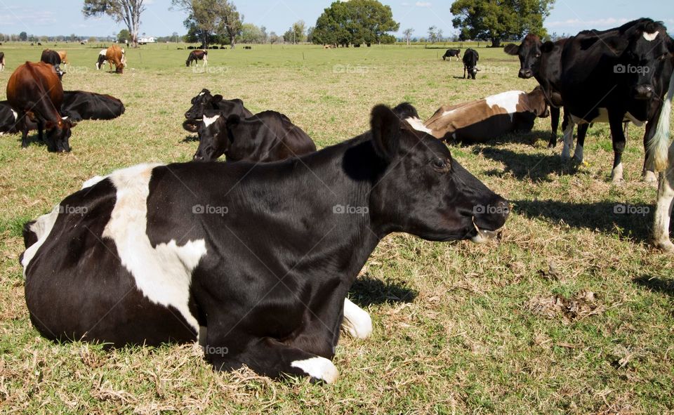 Cow eating grass