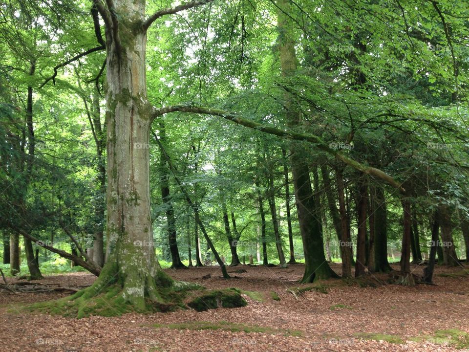 Woodland scene