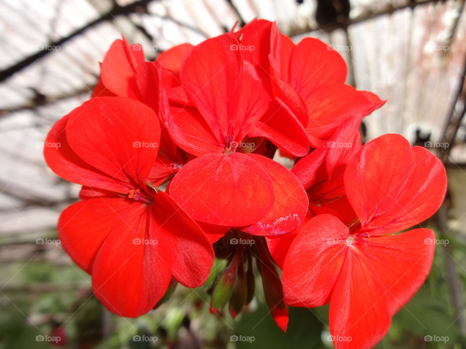 Nature holds the brightest color of Universe.