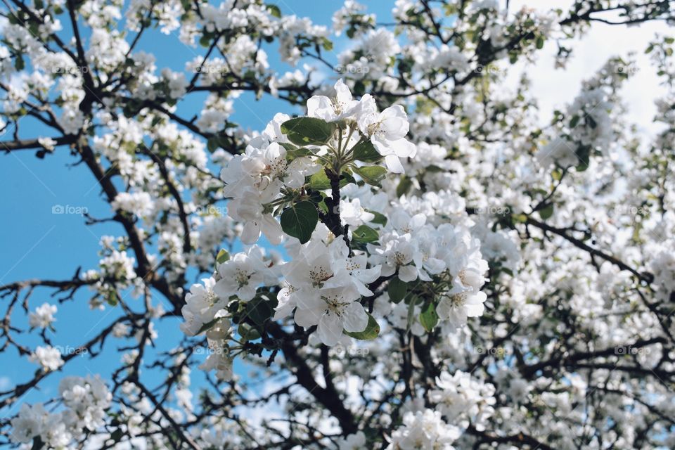 White flowers apple tree
