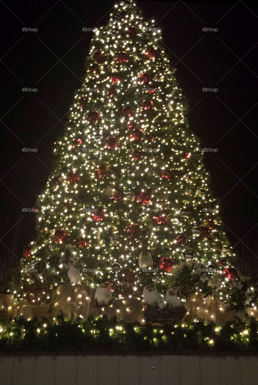 Oh Christmas Tree, Oh Christmas Tree