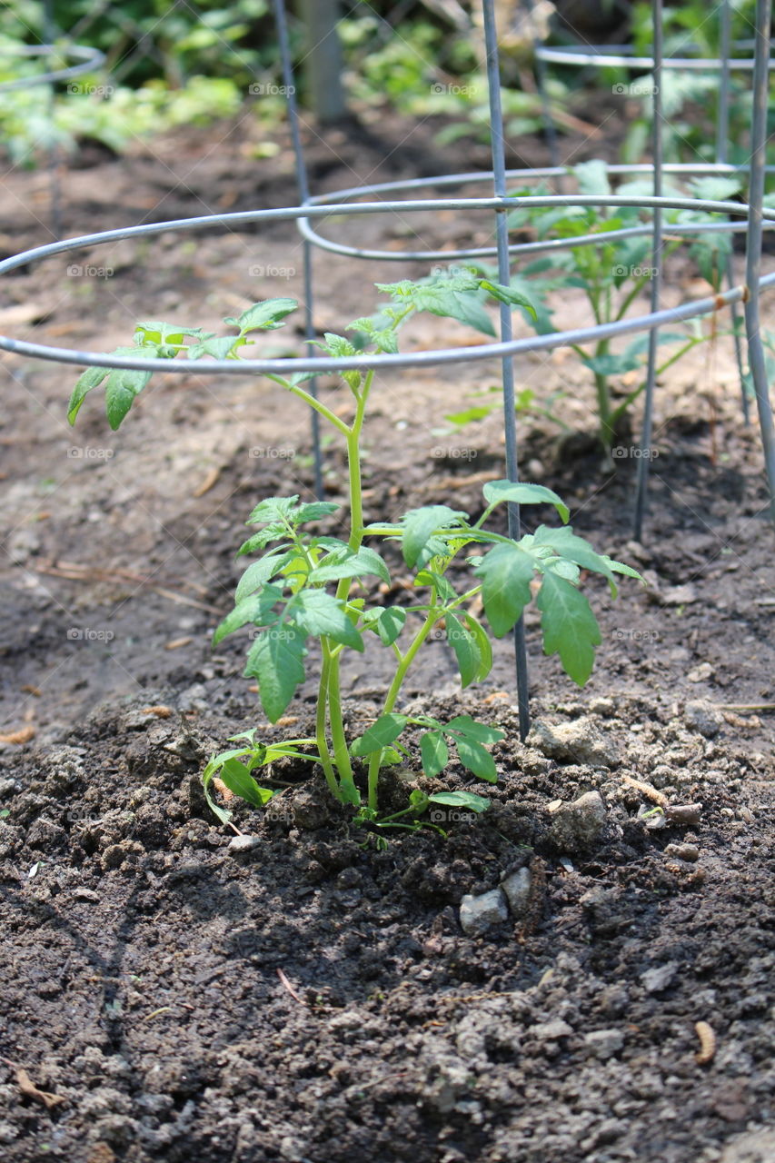 Tomato plant