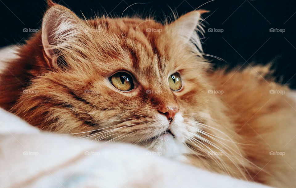 Portrait of a ginger cat in the bed