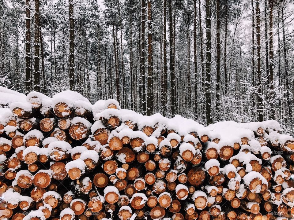 Wood, Winter, Tree, Snow, Nature