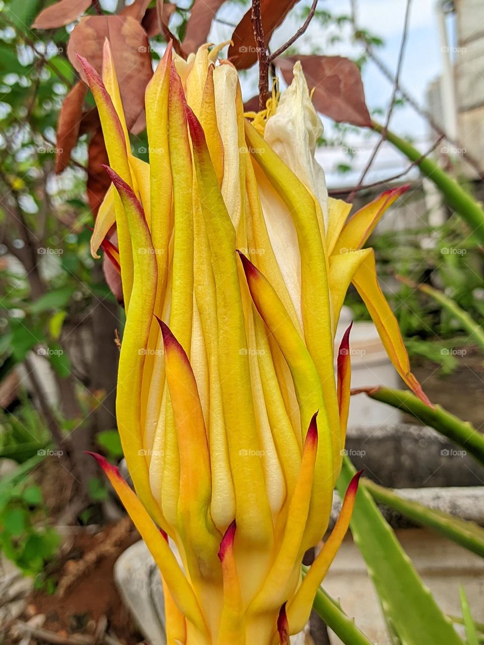 this is dragon fruit flower😁