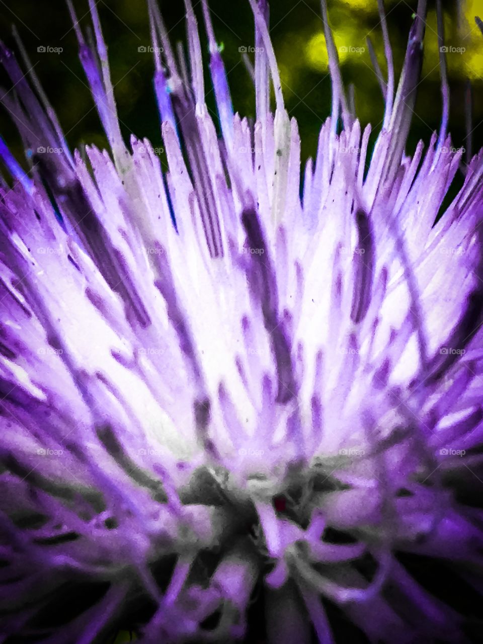 Purple haze Flower