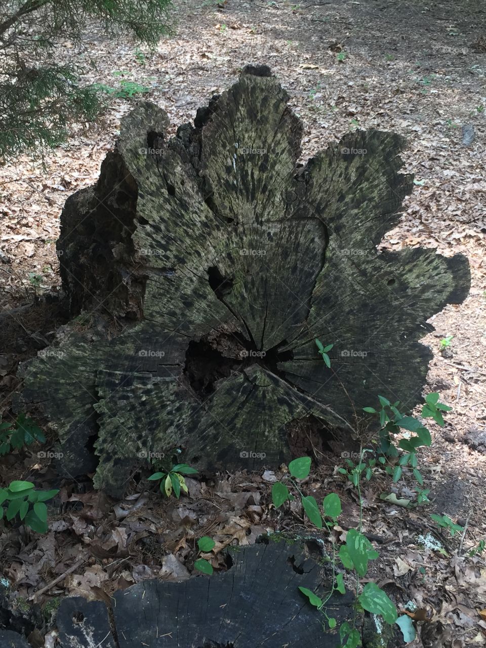 Dead tree stump  