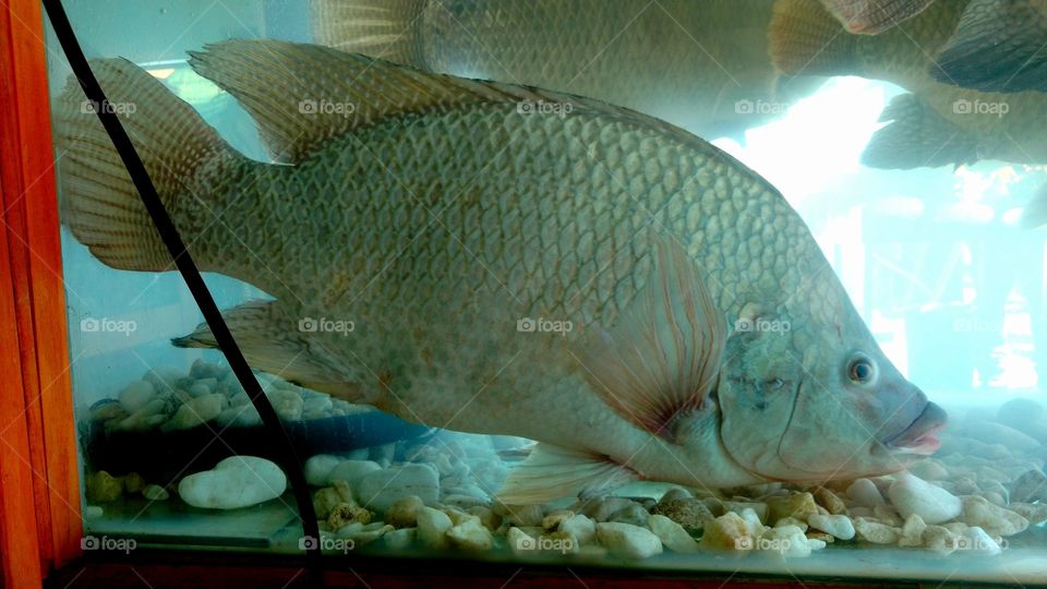 Peixes. Grandes Tilápias.