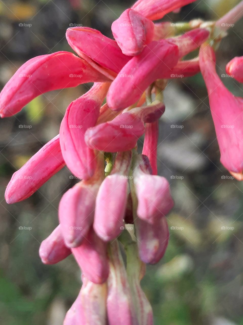 pink buds of honeysuckle in winter garden