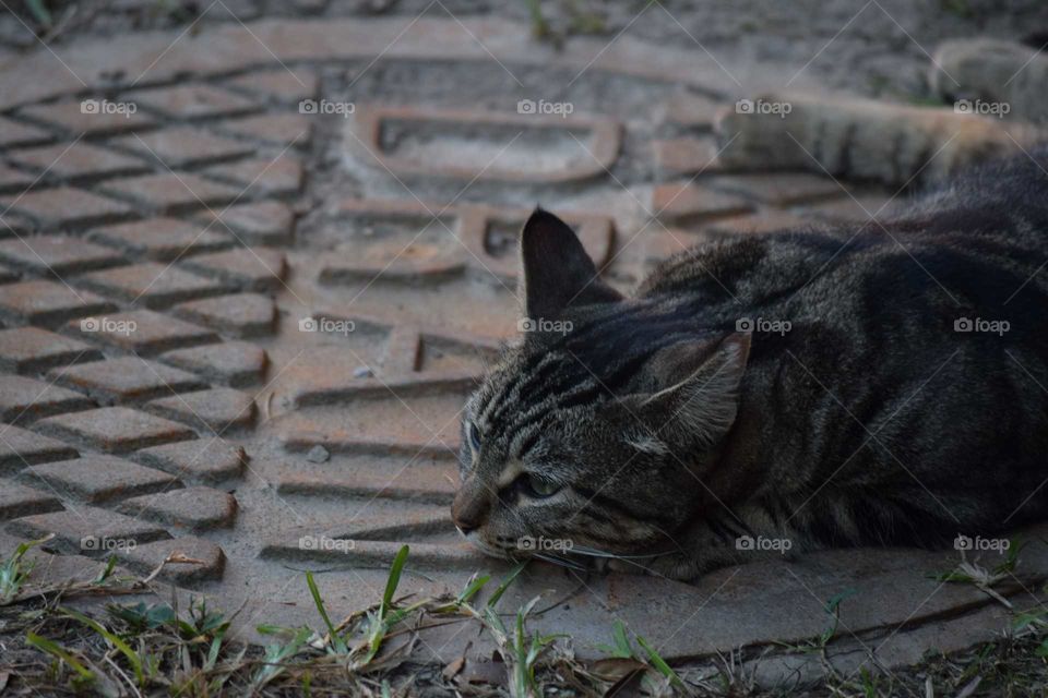 Cat on a manhole