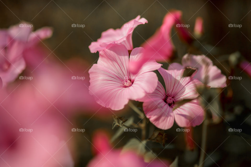 Pink garden flower