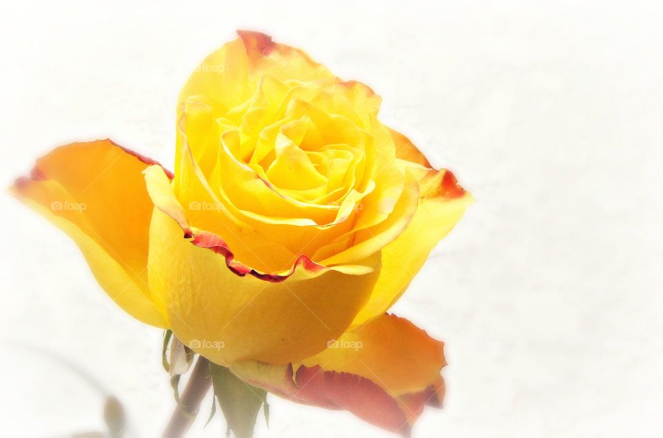 Yellow rose 