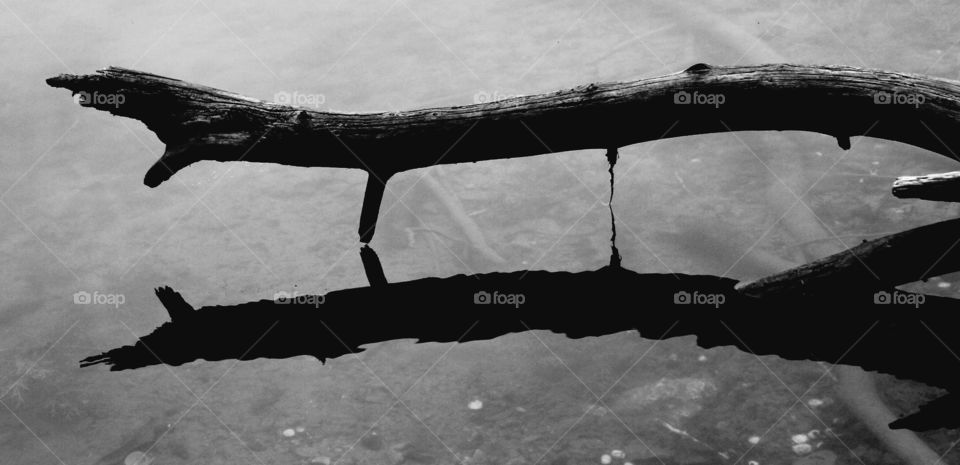 branch over water with reflections.