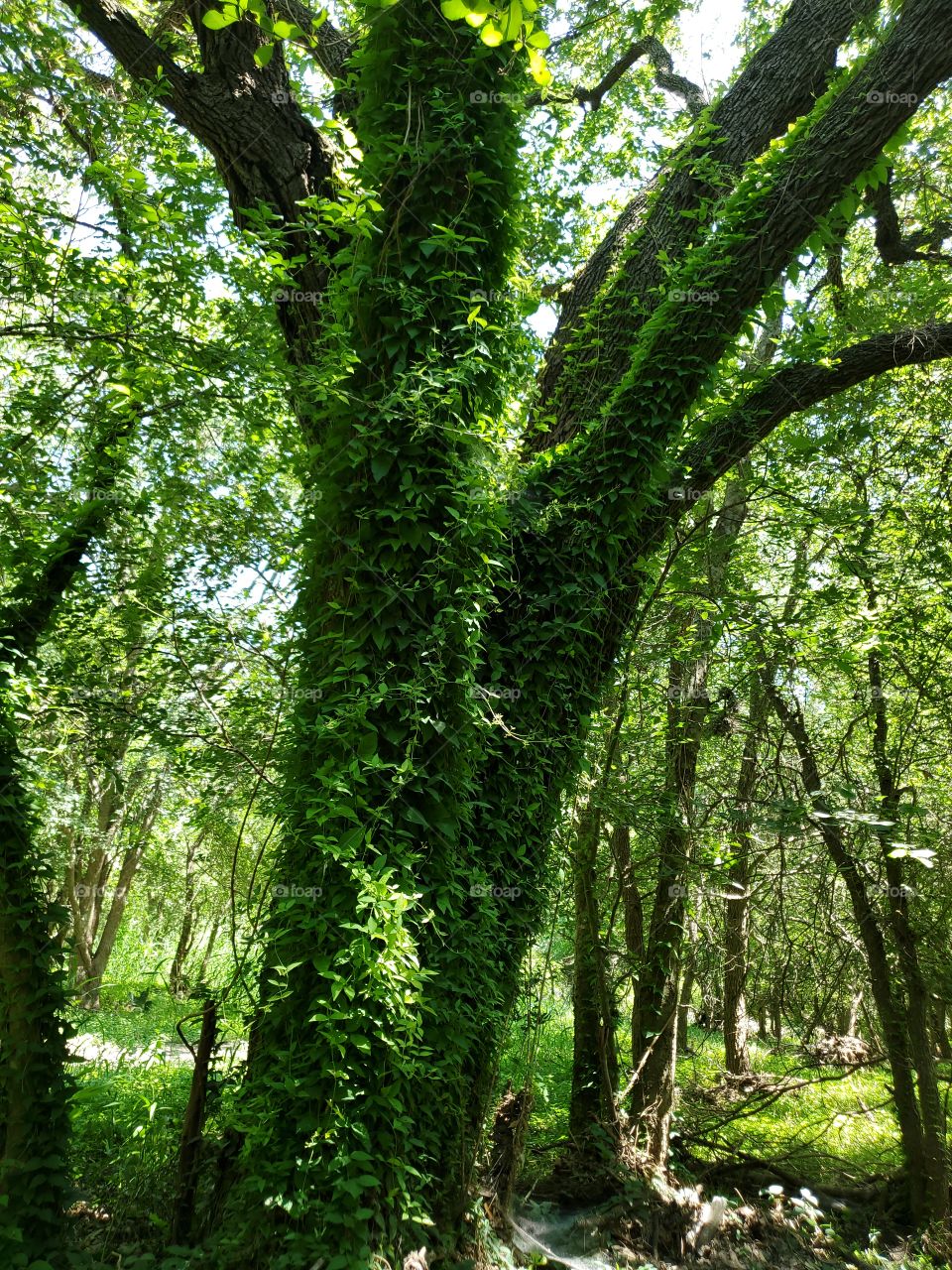 Green vines growing all over and up a  forest tree creating a beautiful bright green forest image.