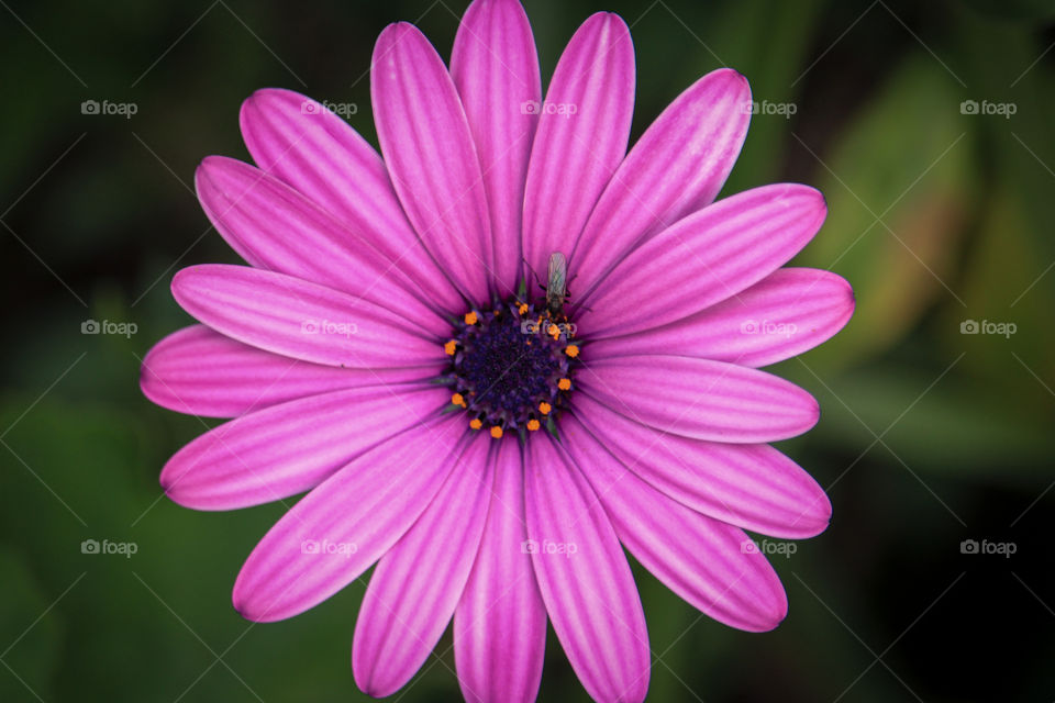 Bright pink vygie flower close up with a insect sitting on it