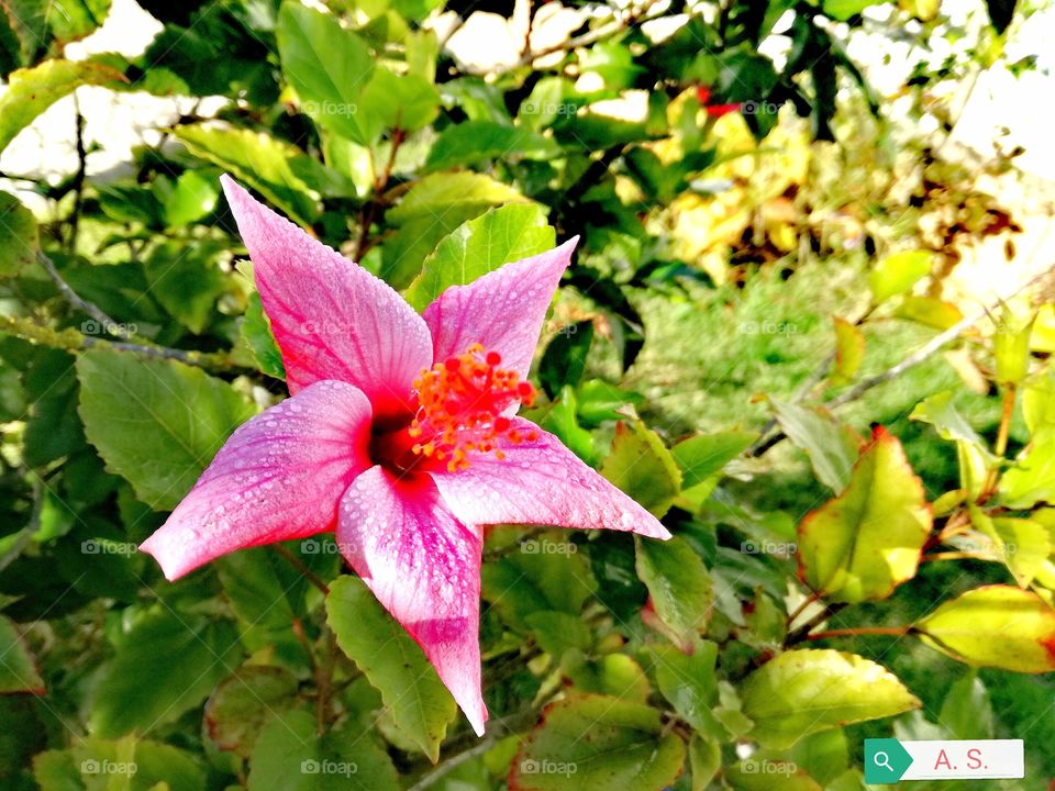 #Fallowme #nature #fallow_me #fallowers