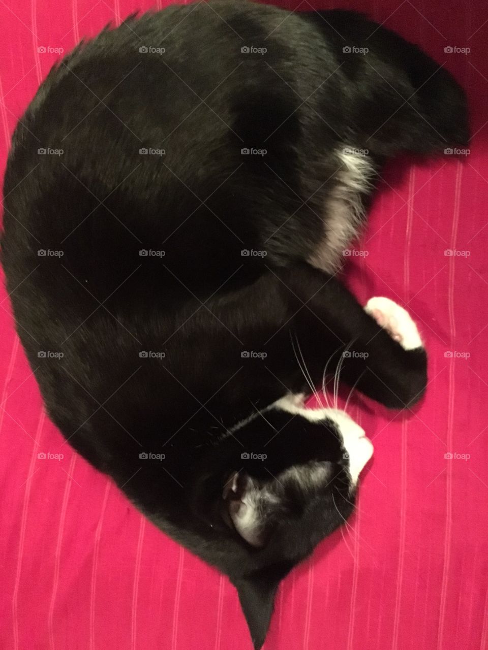 Tuxedo cat on a pillow
