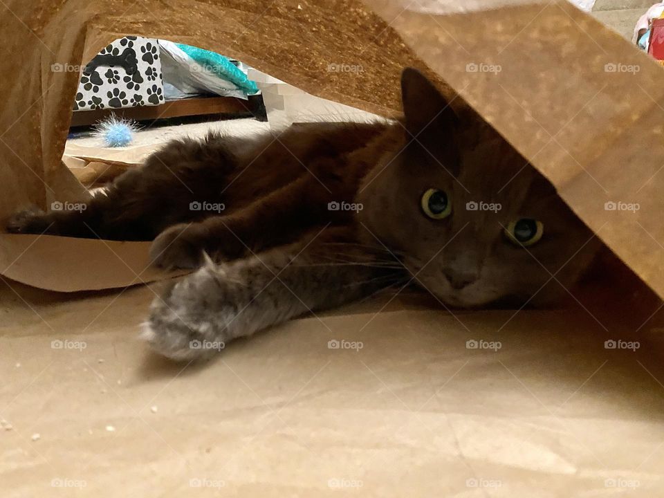 A fluffy gray cat hiding in a brown paper fort