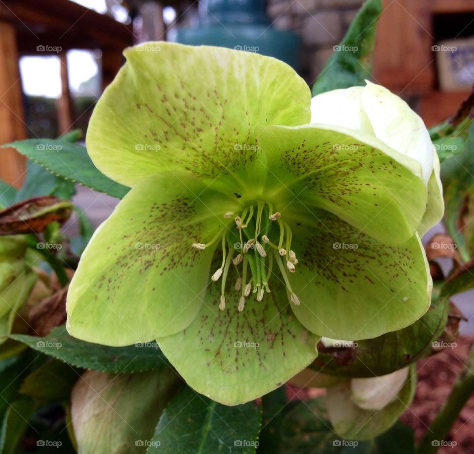 Hellebore