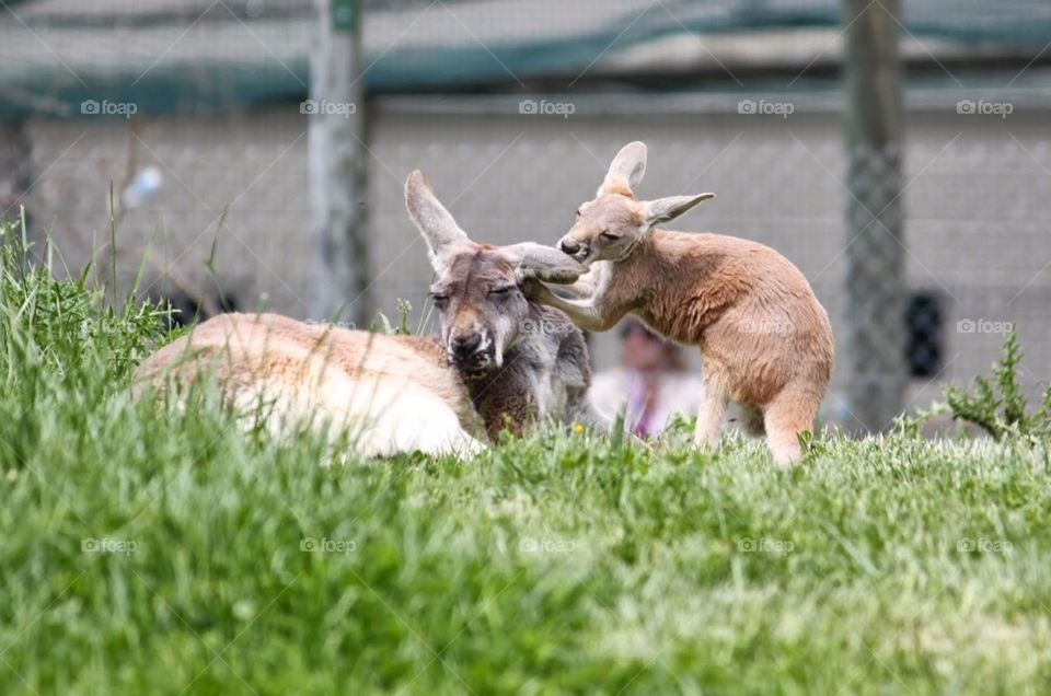 Loving momma. I just thought this mom and baby kangaroos were too sweet not to share. 😊